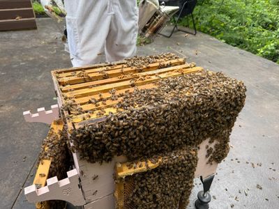 Ravine Terrace, Bees