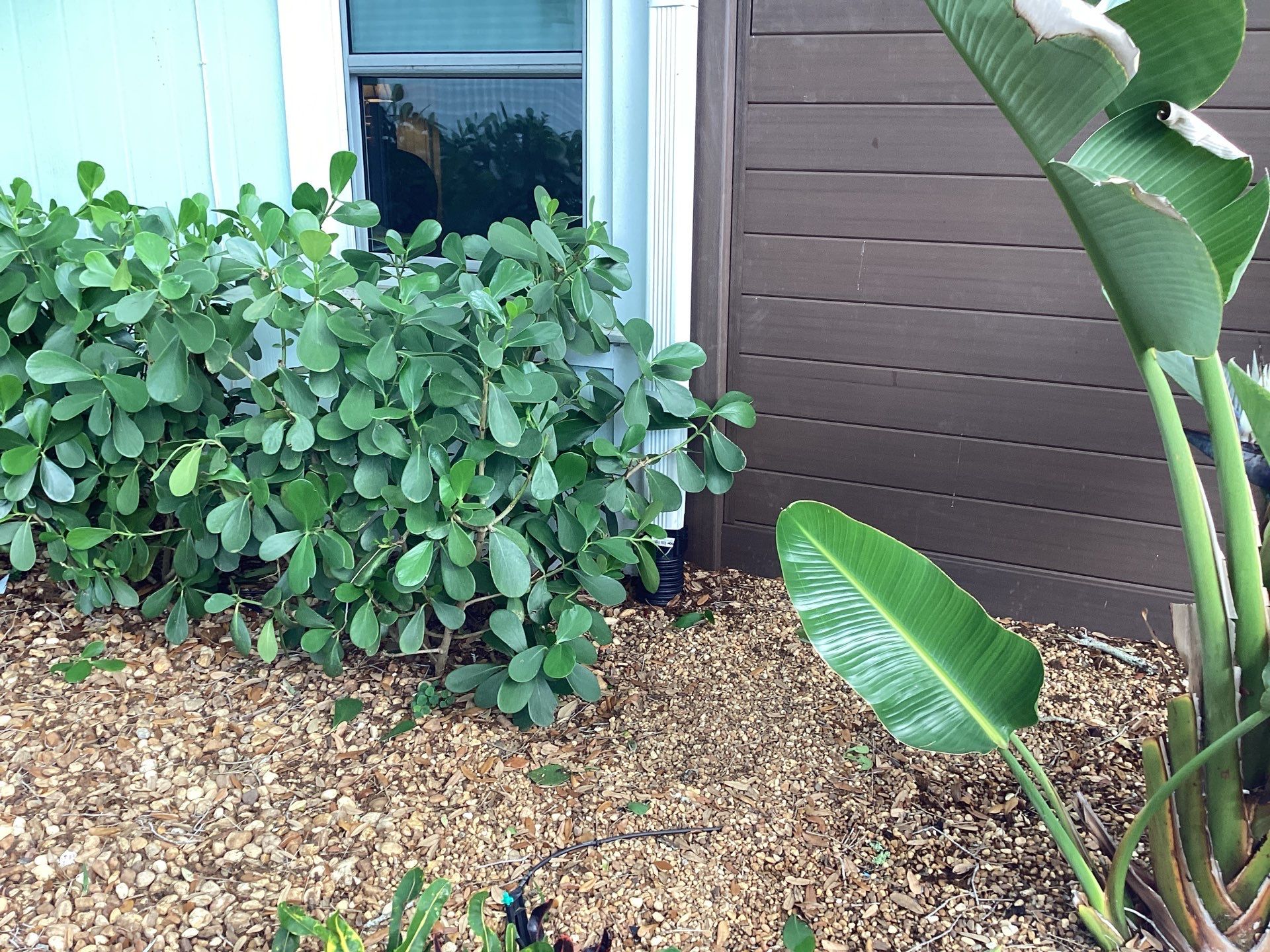 Elegant 7-Inch Seamless Gutters in Sarasota FL in Sarasota FL by Gutter Professors