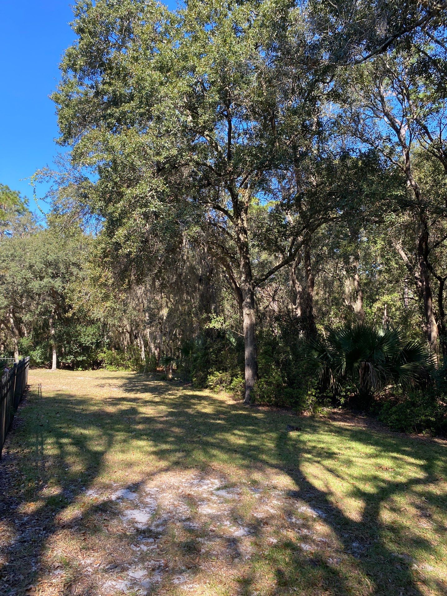 Deerwood Residence | Tree Work by ProGreen Services