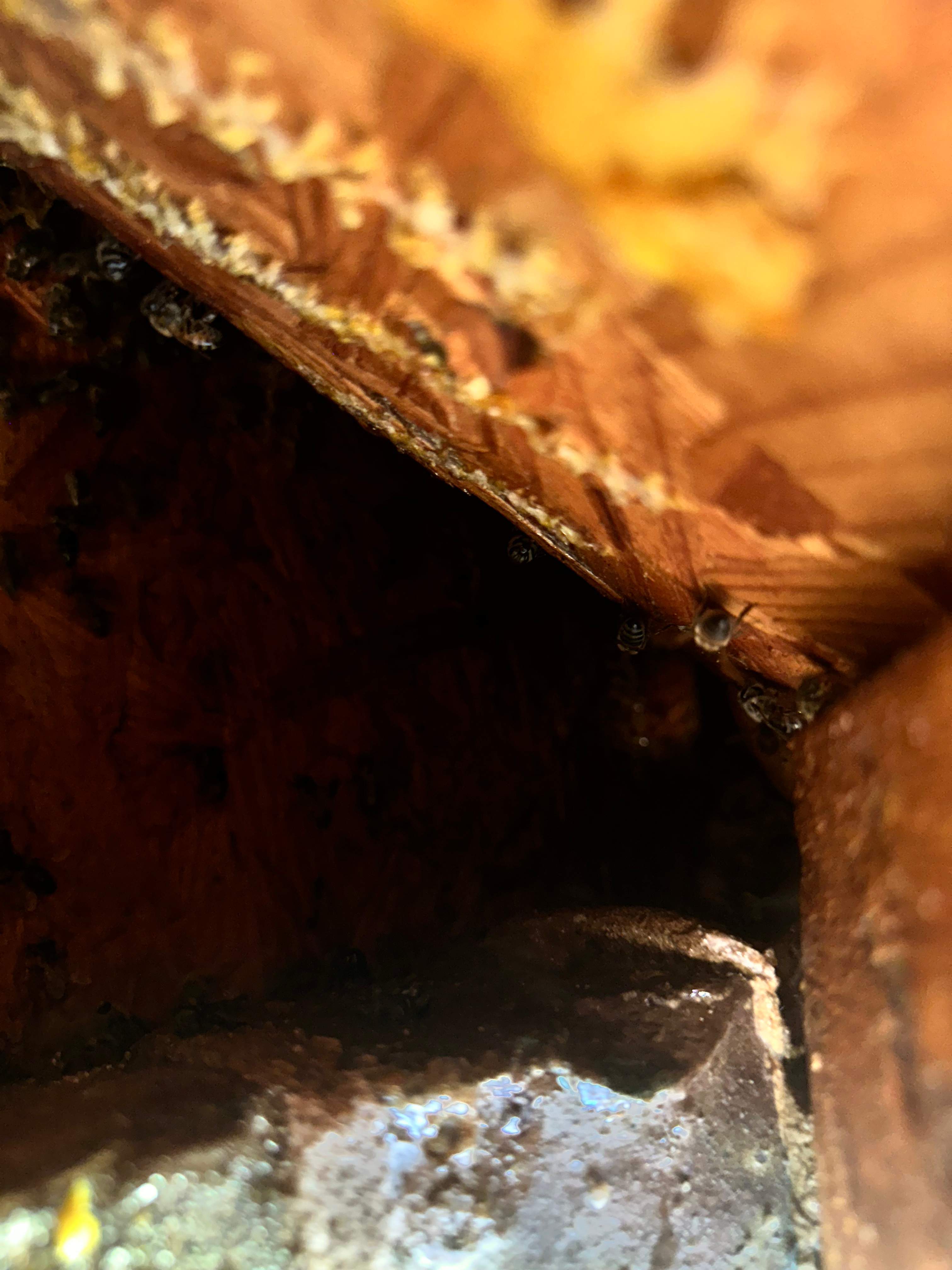 High Bees by Rockwall Honey Bee Company