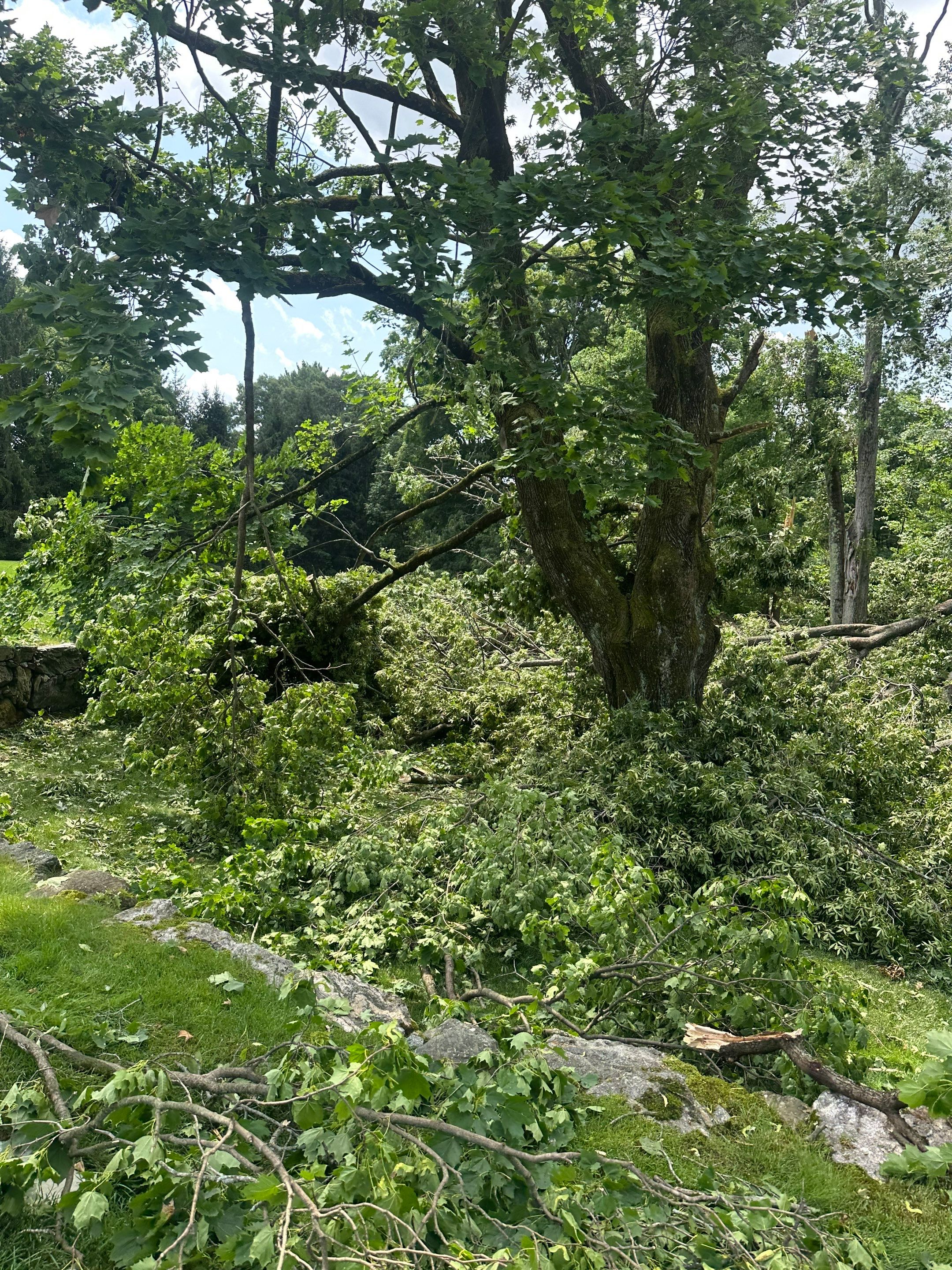 Emergency Tornado Damage Cleanup and Hazardous Tree Removal in Harrison by Fox Hill Luxury Real Estate Services