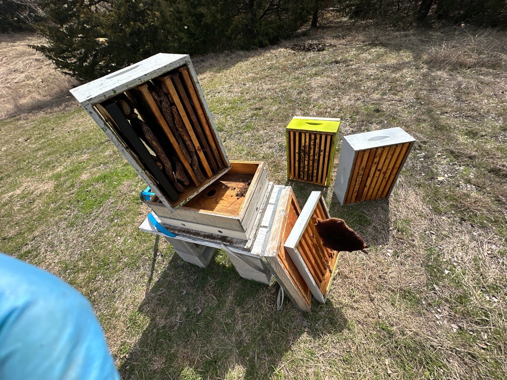 Bees for Ag. Exemption in Heath by Rockwall Honey Bee Company