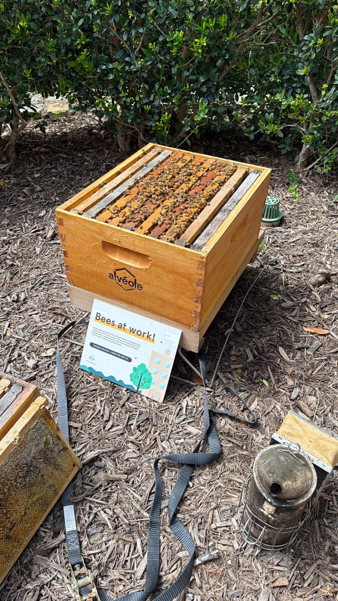 Apartment Retreat for Honey Bees in Garland by Rockwall Honey Bee Company
