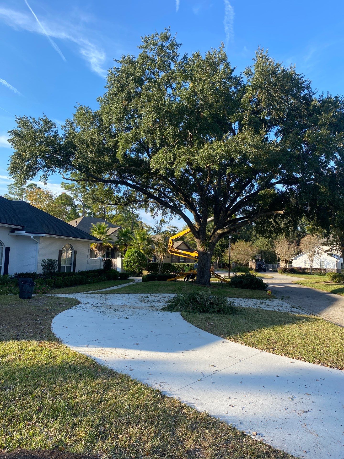 Deerwood Resident | Tree Removal & Shrub Shaping by ProGreen Services