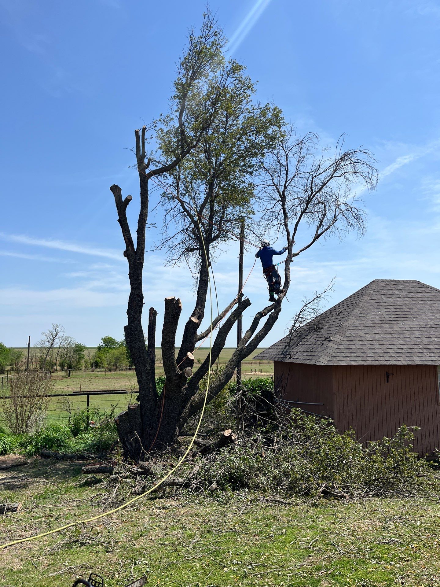 Tree Removal by Clays Services Inc