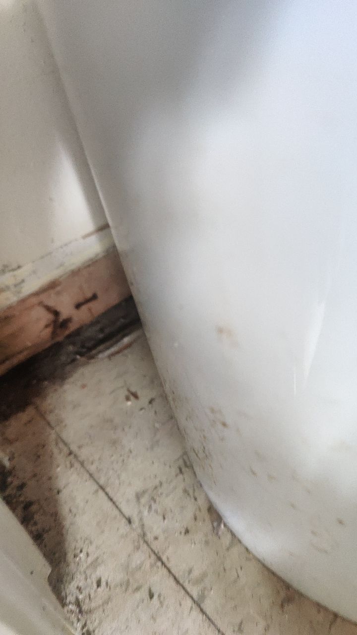 Mold Remediation by Accountable Home Services