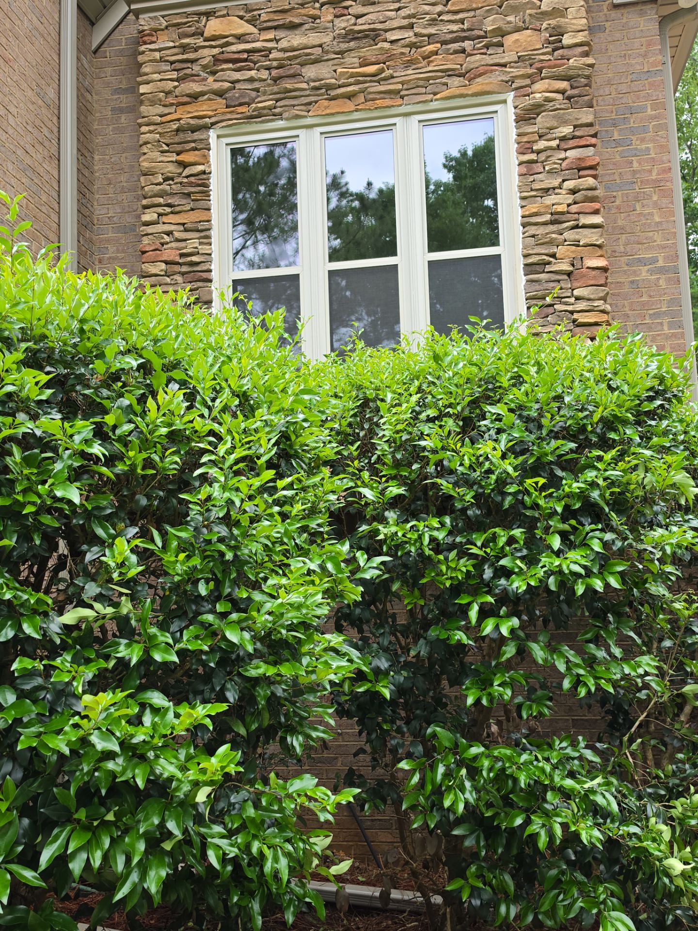Bruner Project in Helena by The Window Source