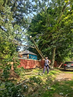 Storm Damaged Tree Removal  using Tree Removal