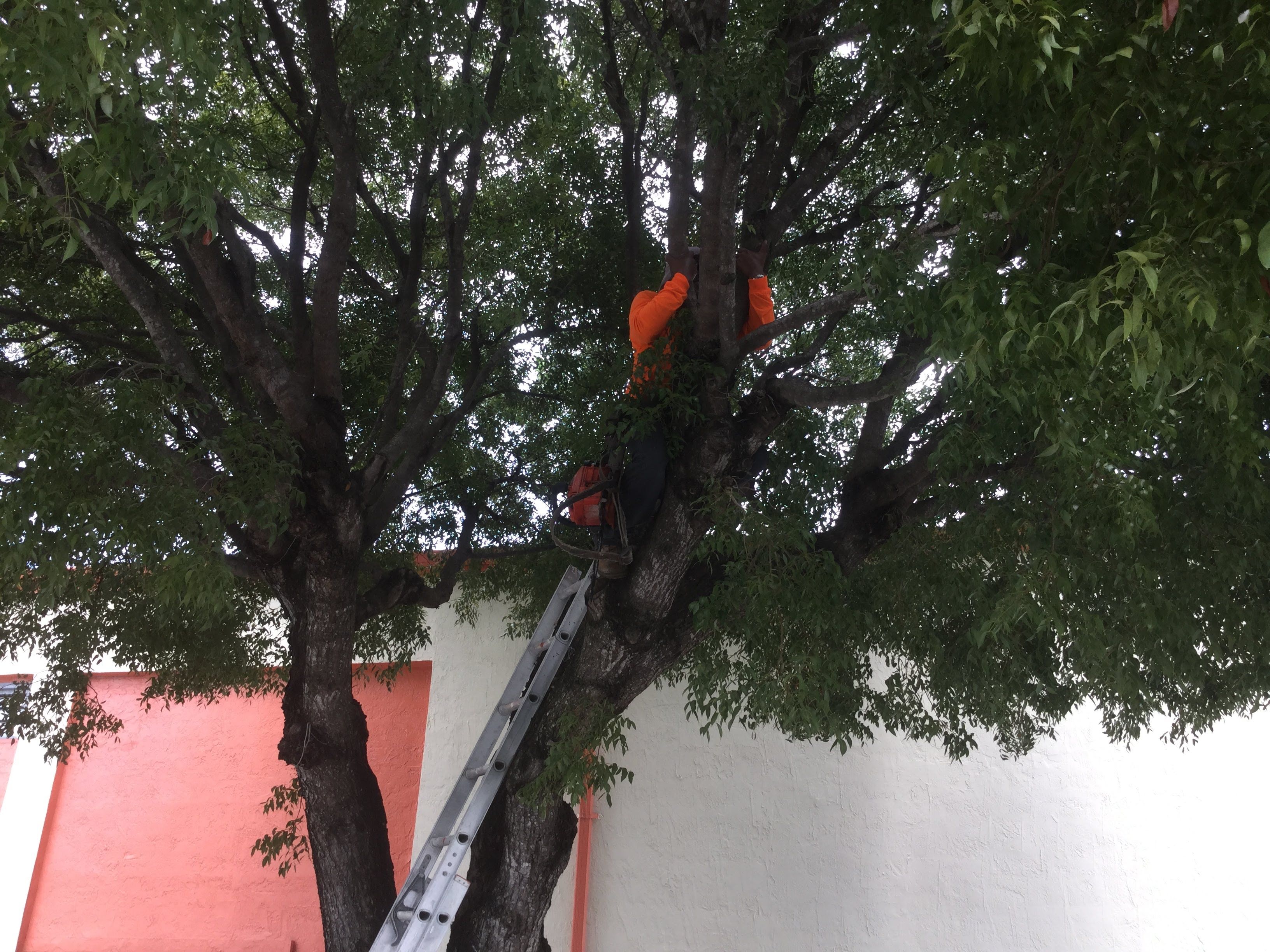 Commercial Tree Trimming & Debris Removal by
M.A.B. Landscaping & Property Maintenance