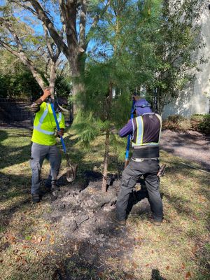 Deerwood Resident | Tree Service