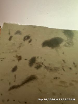 Emergency Water Extraction — Naples, FL