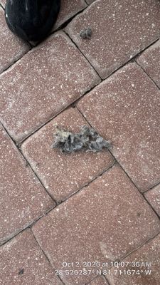 Dryer Vent Cleaning in Clermont
