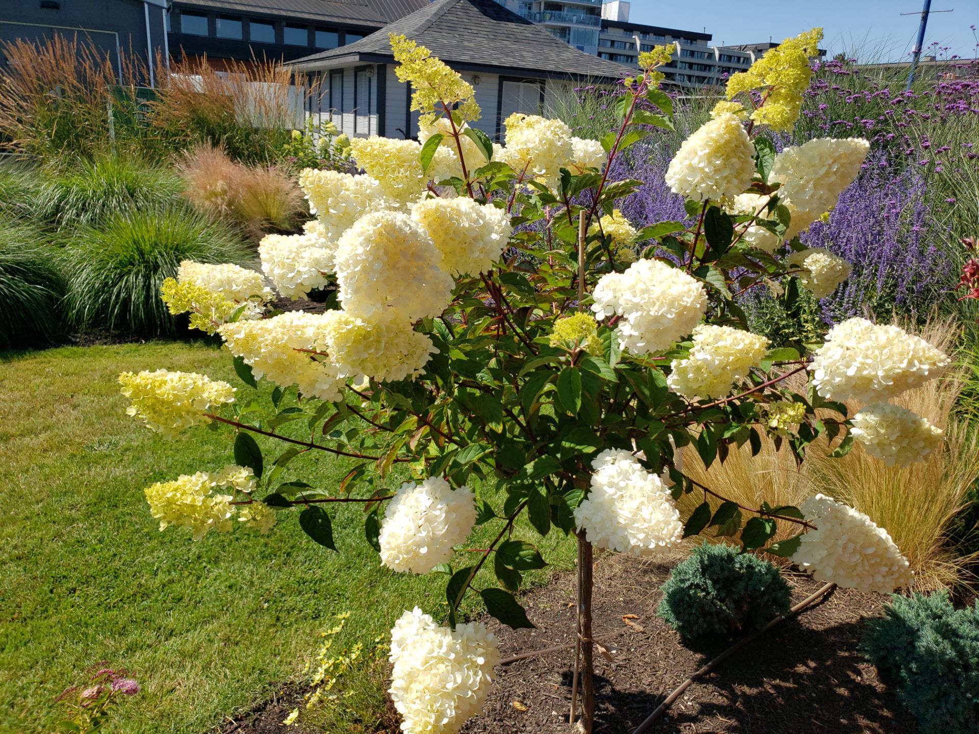 Sidney Pier by Habanero Garden and Exterior Care