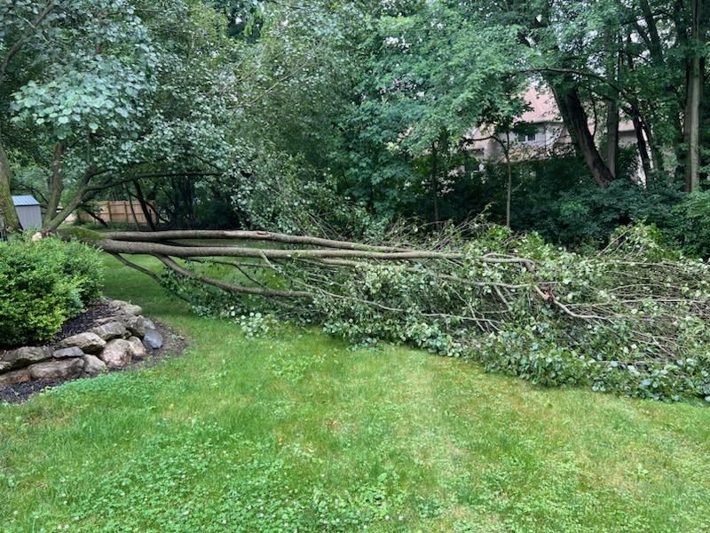 Tree Removal using Tree Removal by Mike Jones & Sons Tree Service LLC 