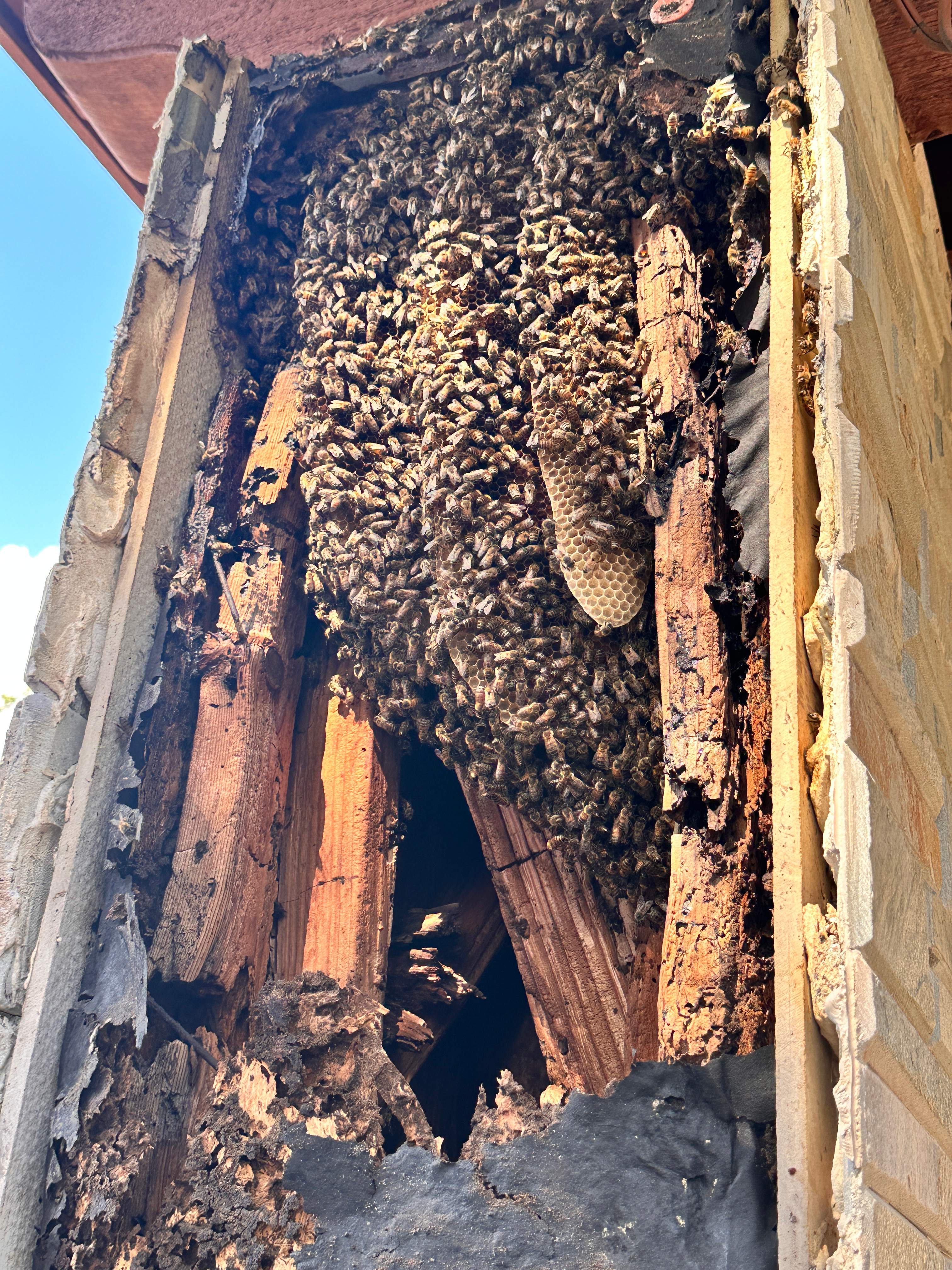 Scary Pergola by Rockwall Honey Bee Company