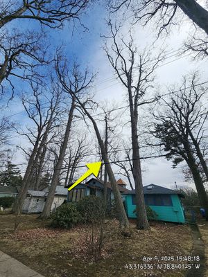 Emergency Job: Uprooted tree with root rot
