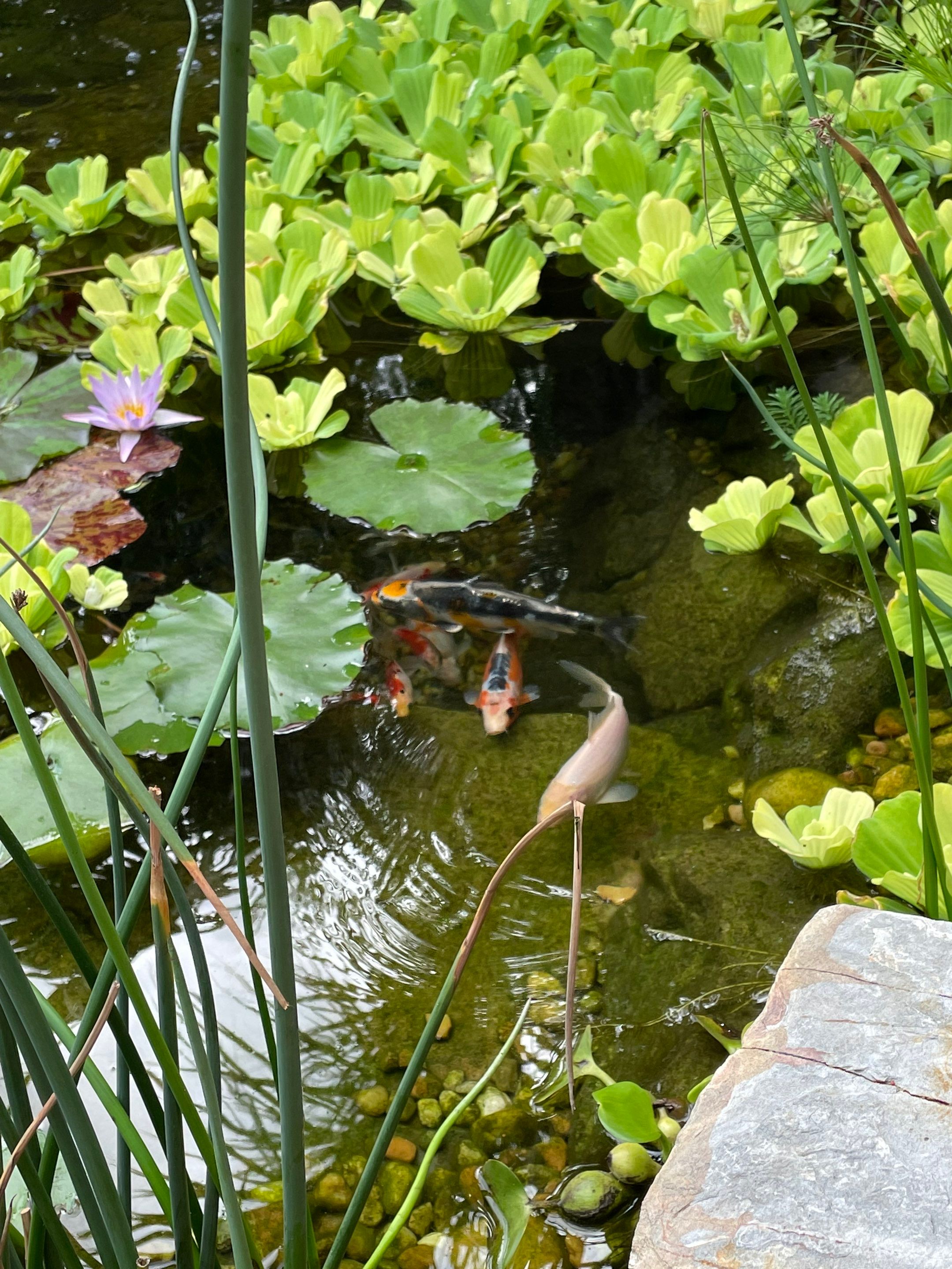 Small Koi Pond by Nature's Dream Landscape and Tree Service