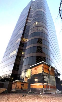 Bees in Turtle Creek