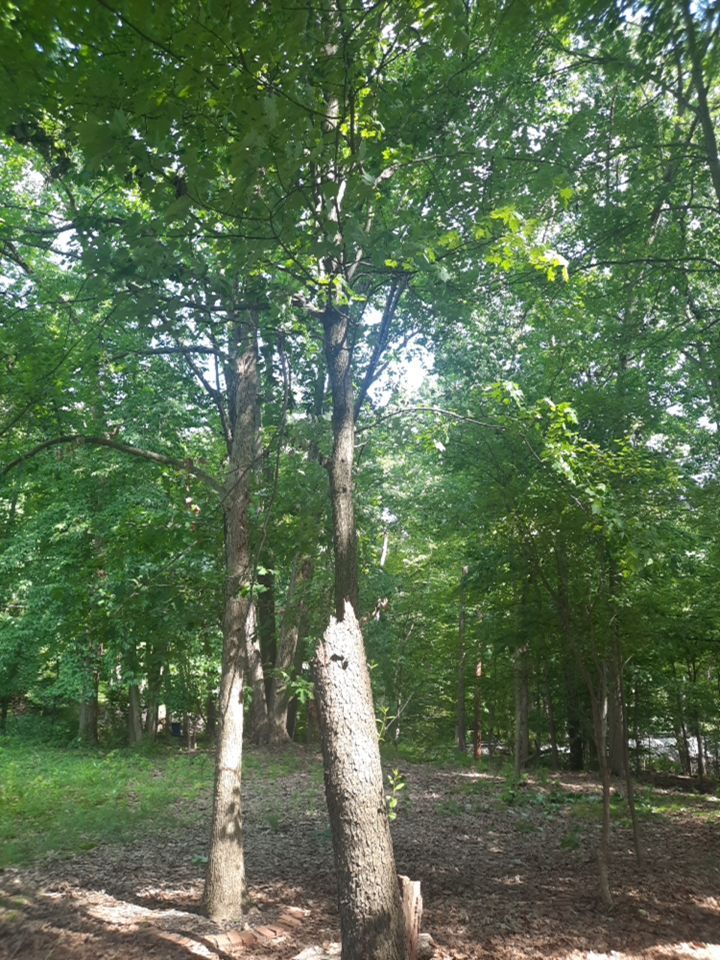 Tree Removal using Tree Removal by Mike Jones & Sons Tree Service LLC 