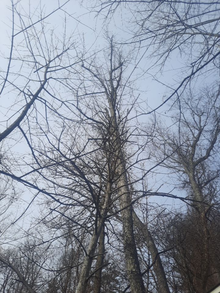 Tree Removal using Tree Removal by Mike Jones & Sons Tree Service LLC 