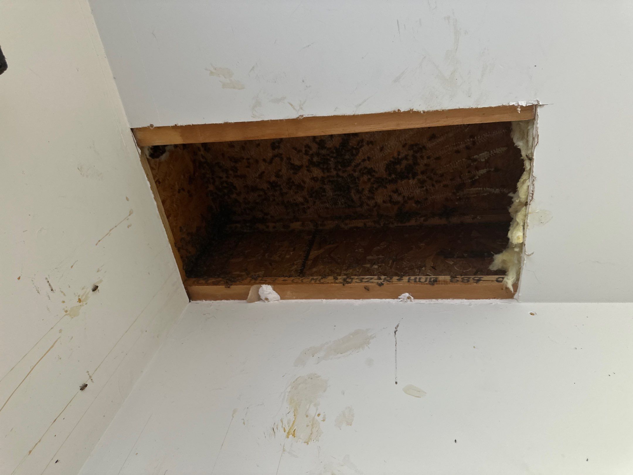 First Spring 2026 by Rockwall Honey Bee Company