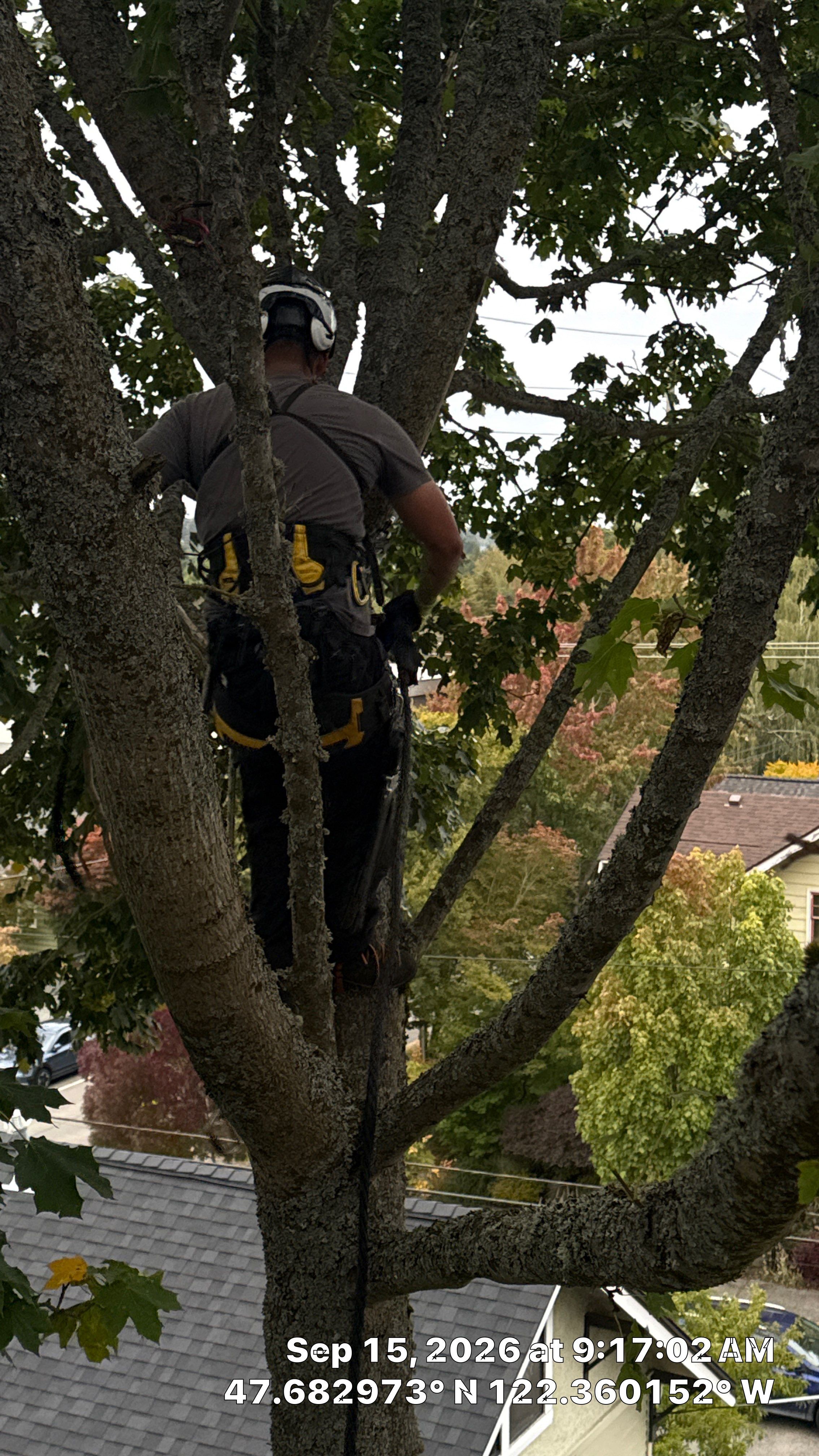 Seattle Tree Cabling and Structural Support System Installation by Sound Tree Care LLC