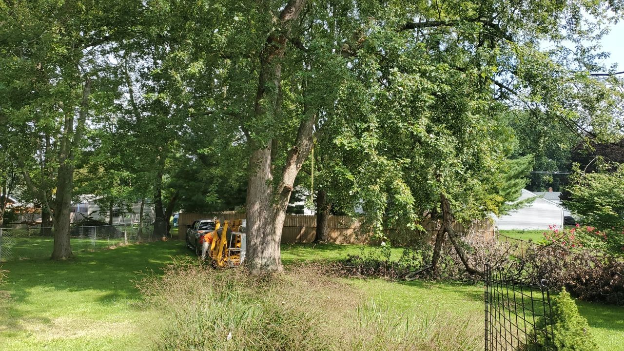 Tree Removal by Mike Jones & Sons Tree Service LLC 