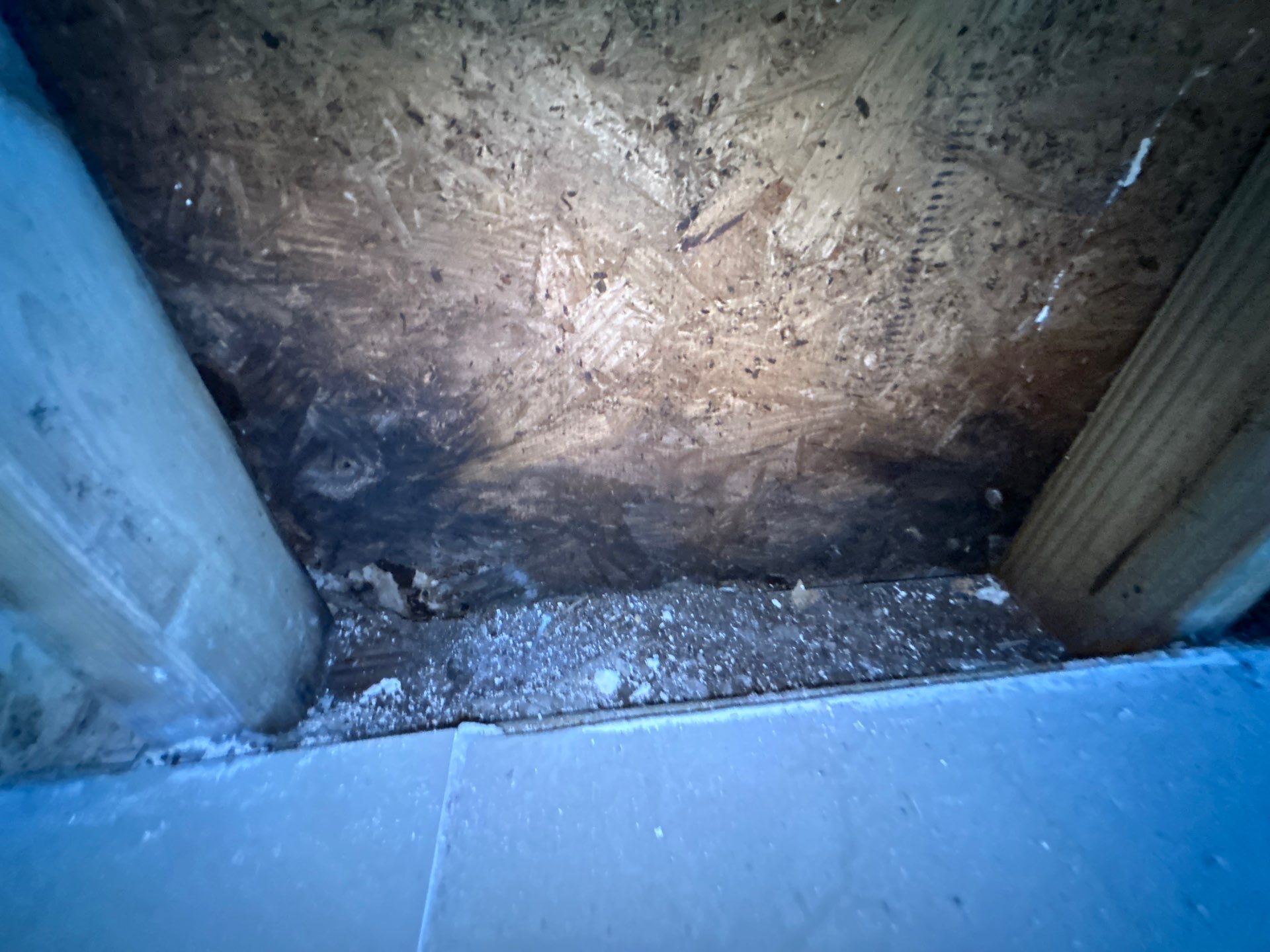 Tampa Mold Removal by Ampm Restoration Services