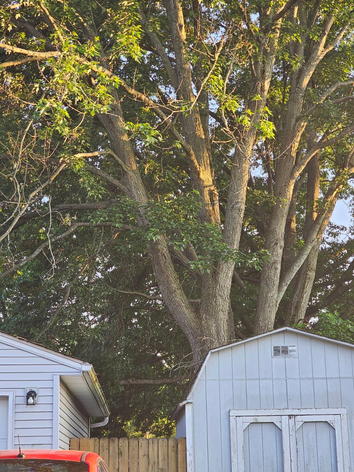 Tree Trimming using Tree Pruing by Mike Jones & Sons Tree Service LLC 