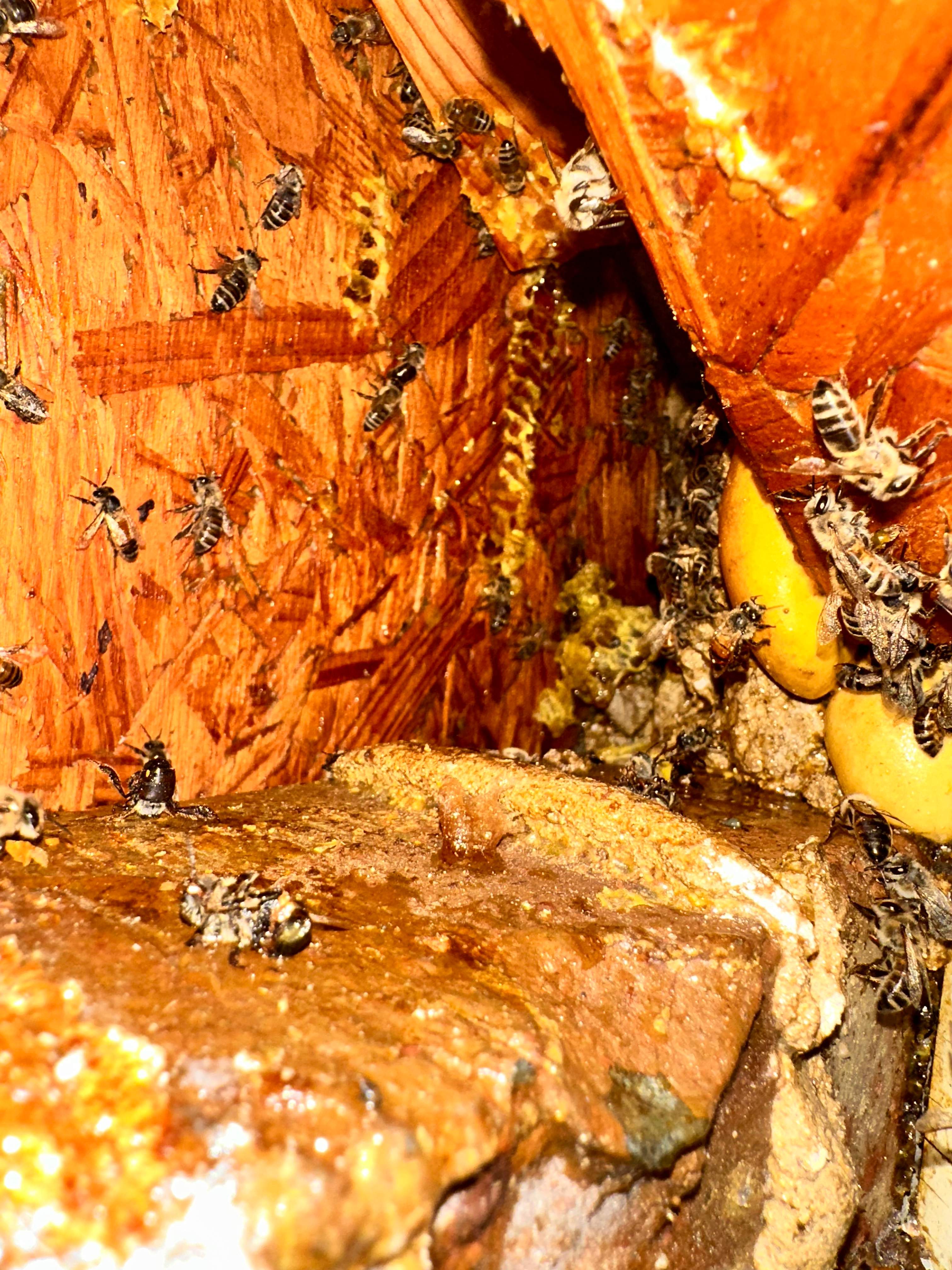 High Bees by Rockwall Honey Bee Company