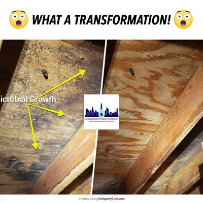 Attic Mold Remediation