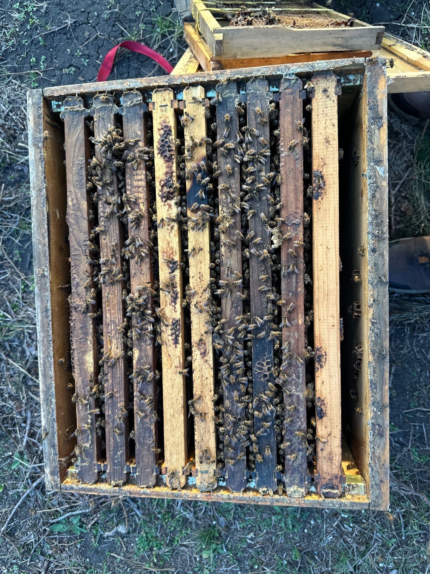 Rockwall County Ag. Exemption by Rockwall Honey Bee Company