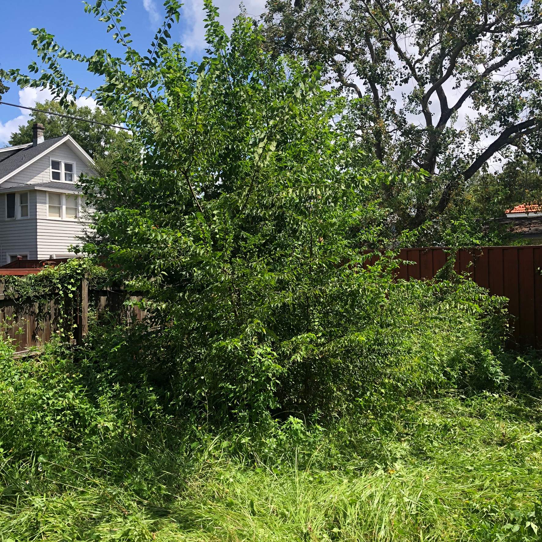 Extreme Clean Up | Riverside Area by ProGreen Services