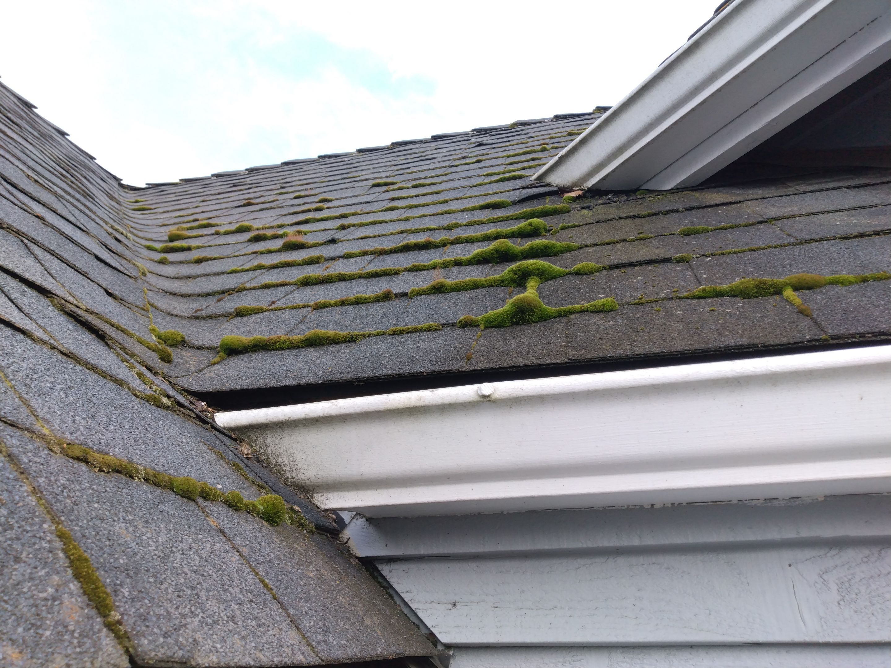 Roof Cleaning  using Moss Treatment  by BEST Roofing & Waterproofing