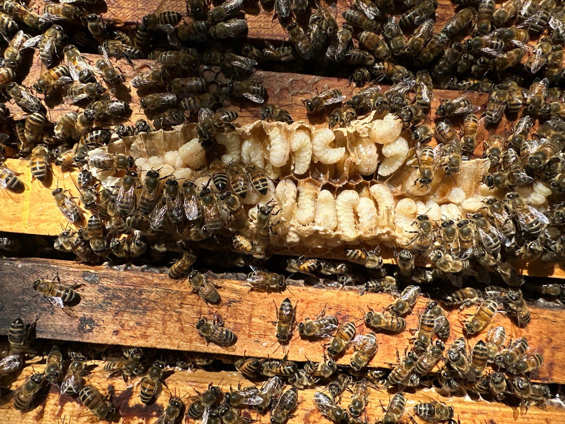 Urban Building Bees by Rockwall Honey Bee Company