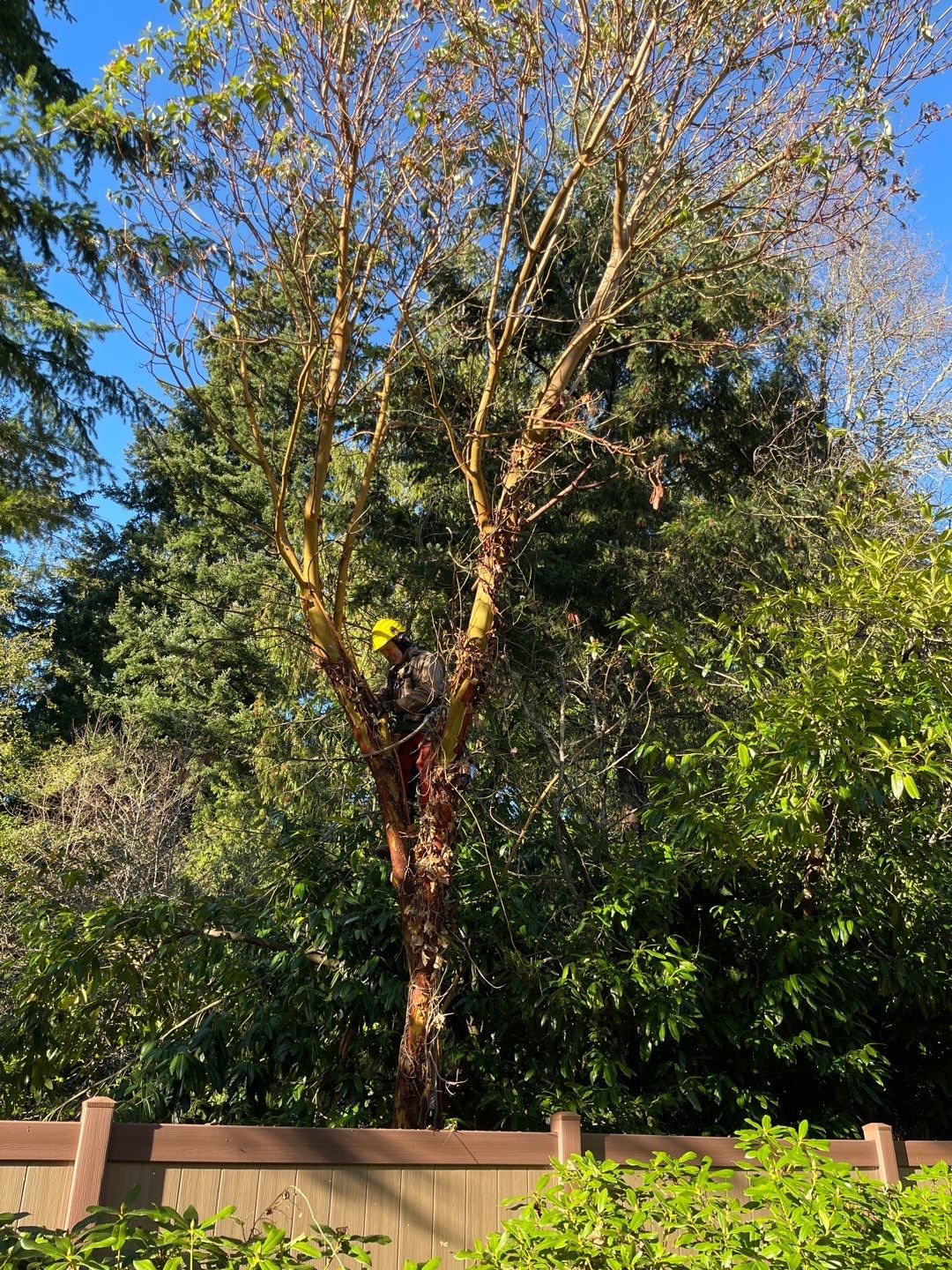 Tree Removal using Tree Removal by Mike Jones & Sons Tree Service LLC 