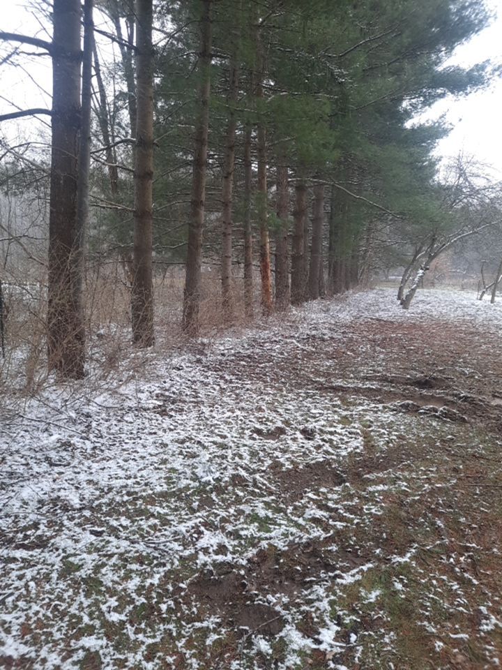 Tree Removal using Tree Removal by Mike Jones & Sons Tree Service LLC 