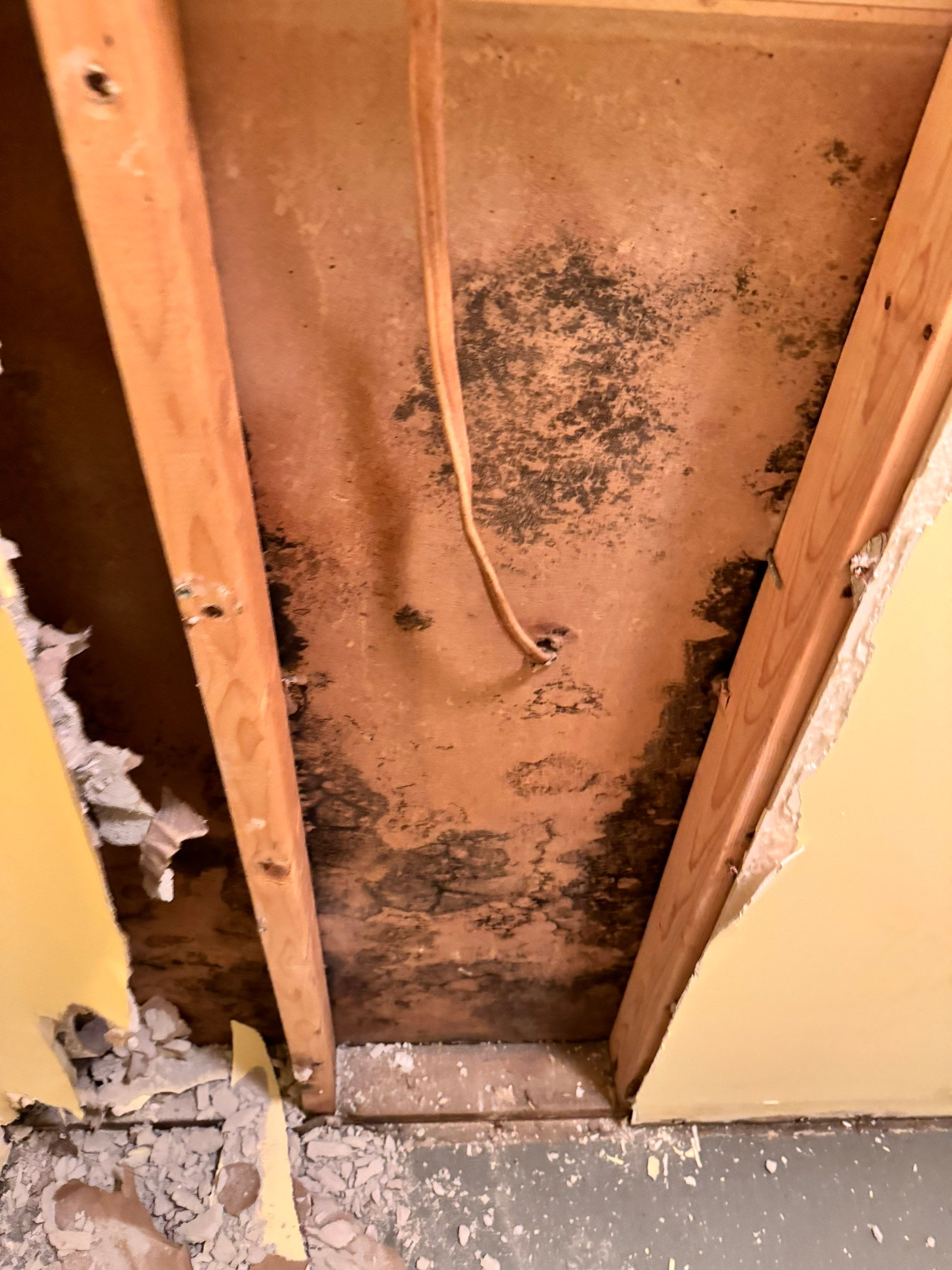 Mold Remediation using Home Guarantee by Home Guarantee, LLC