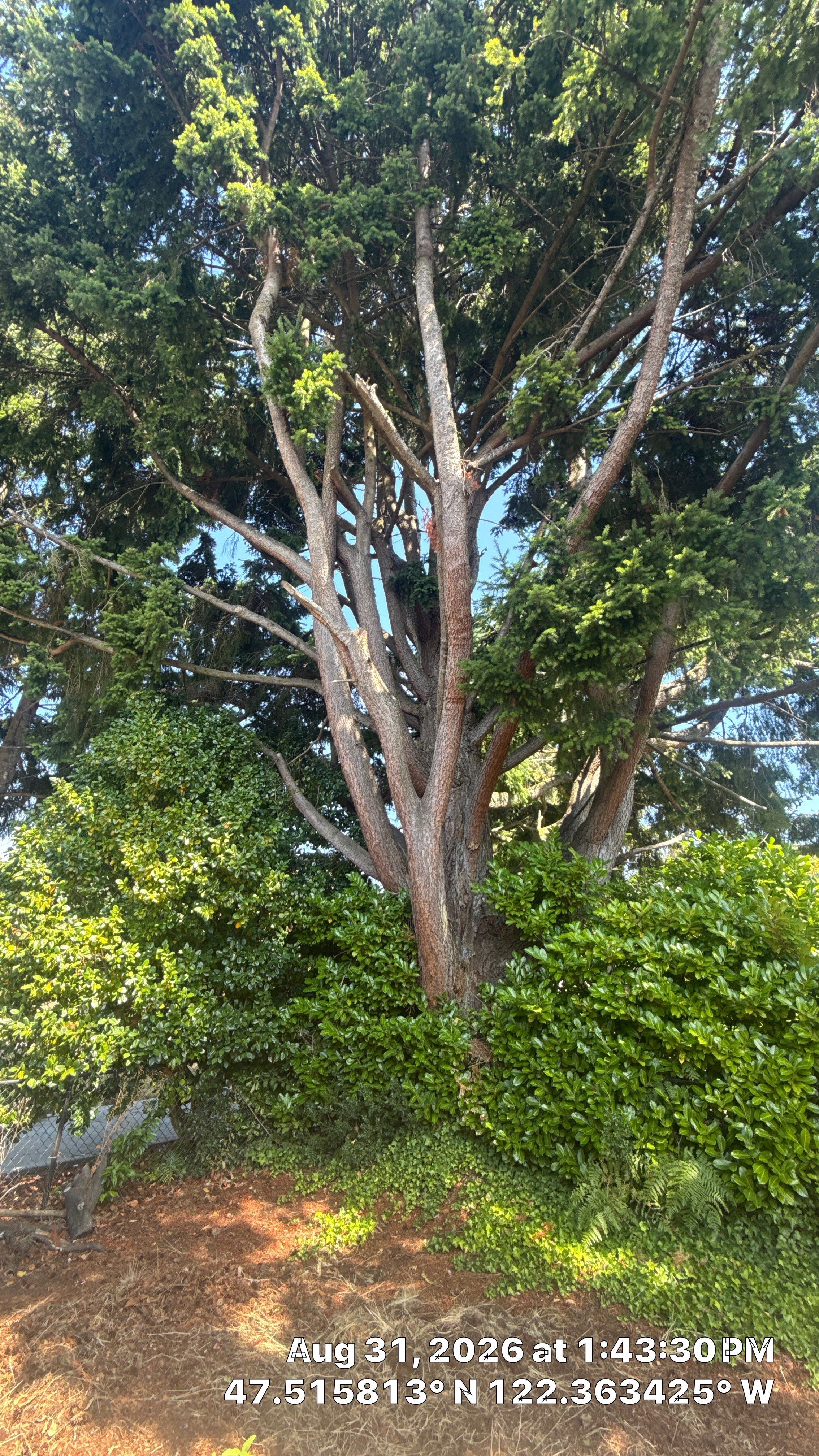Seattle Tree Trimming for Deadwood Removal and Utility Line Clearance by Sound Tree Care LLC