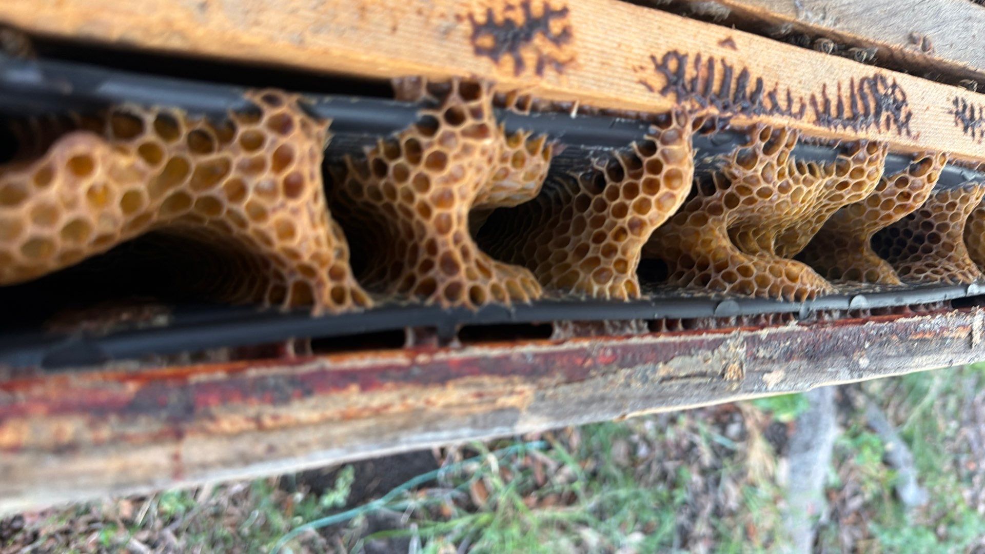 Flood Culvert Bees by Rockwall Honey Bee Company