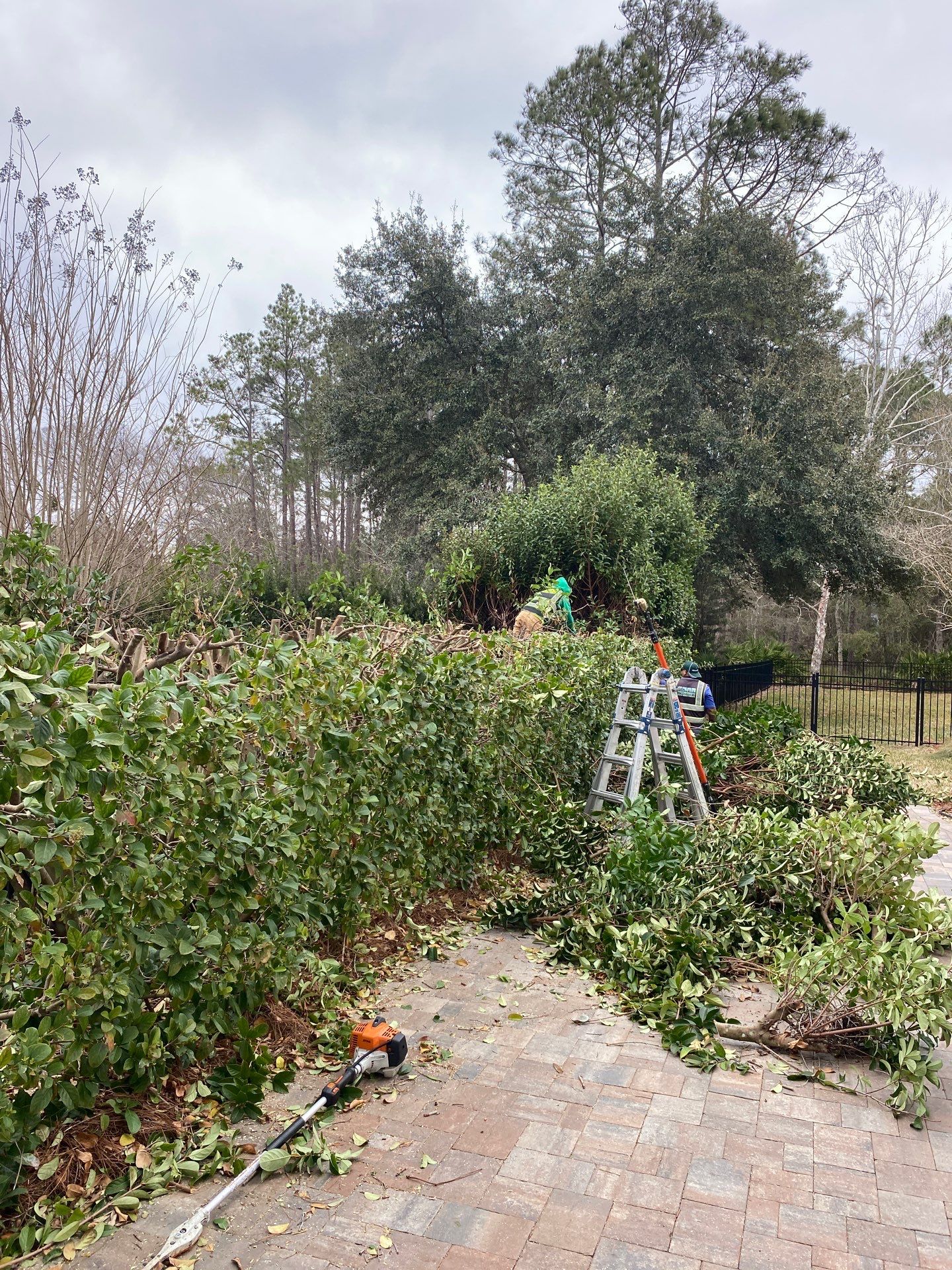 Residential | Hedge Trimming by ProGreen Services