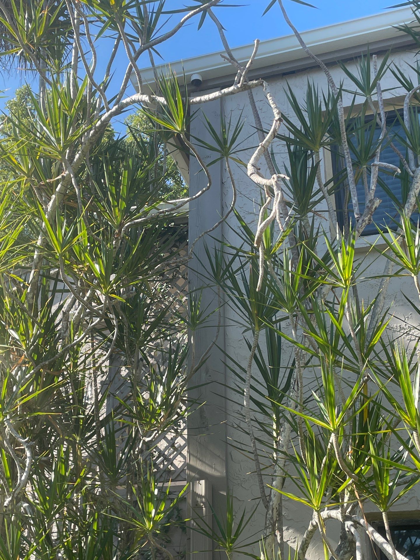 White Gutters Repair and Installation in Sarasota FL by Gutter Professors