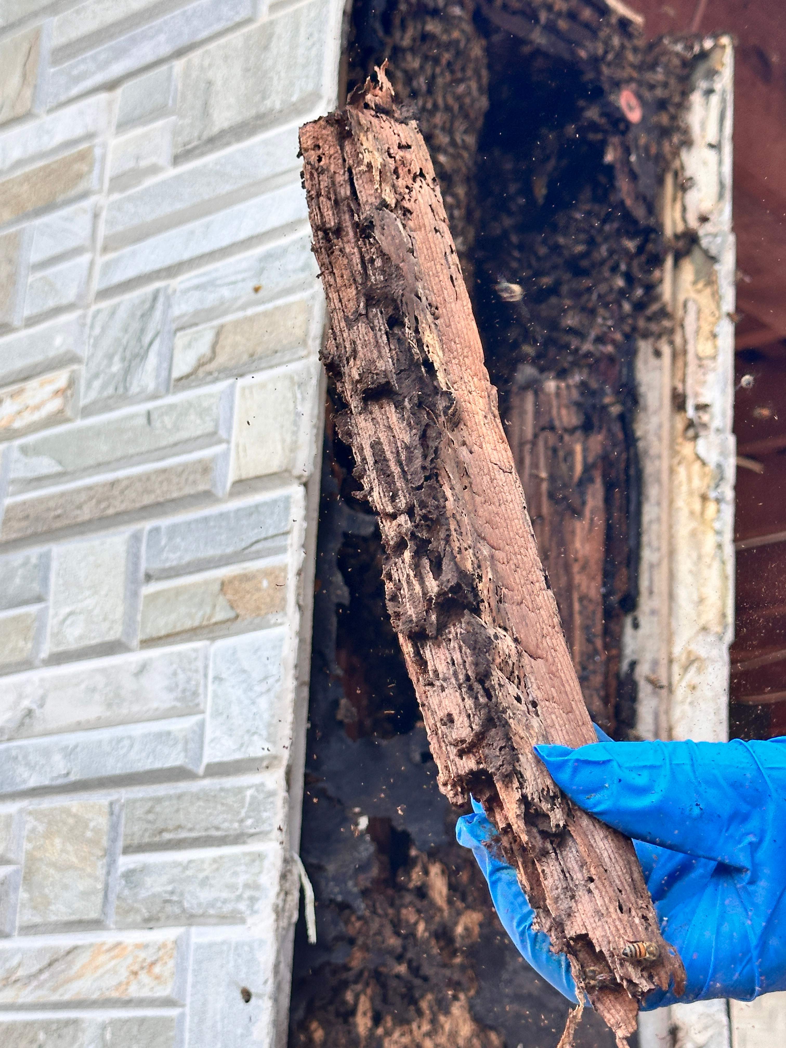 Scary Pergola by Rockwall Honey Bee Company