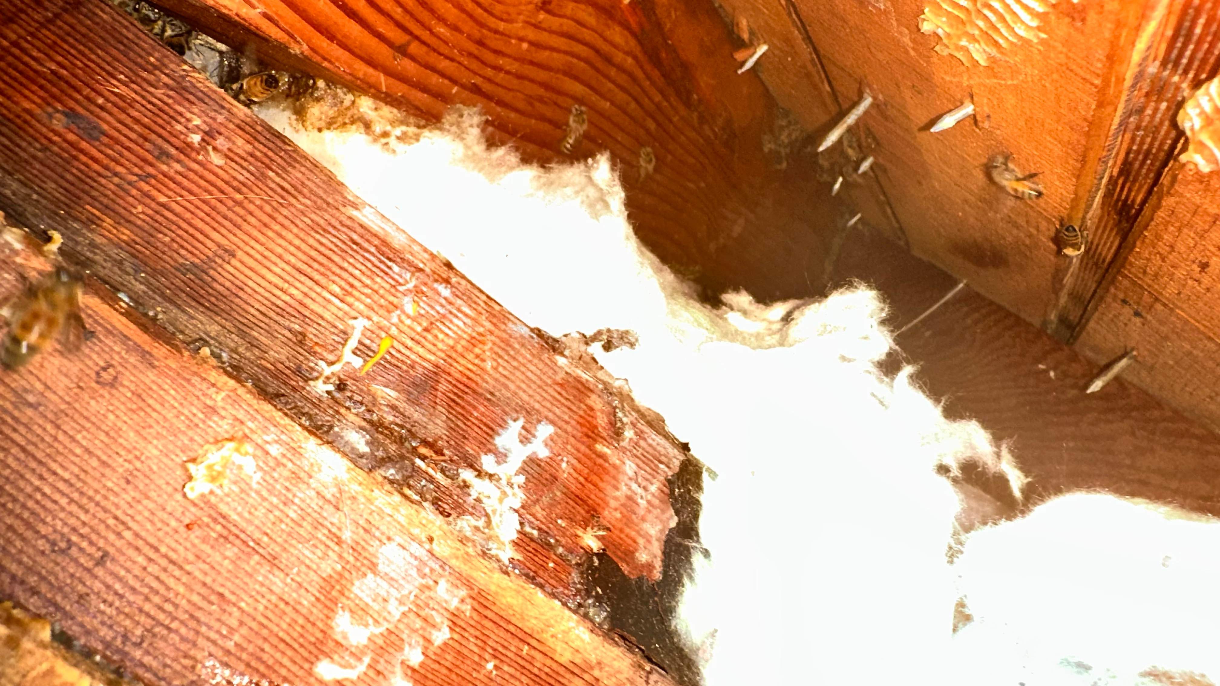 Golf Couse by Rockwall Honey Bee Company