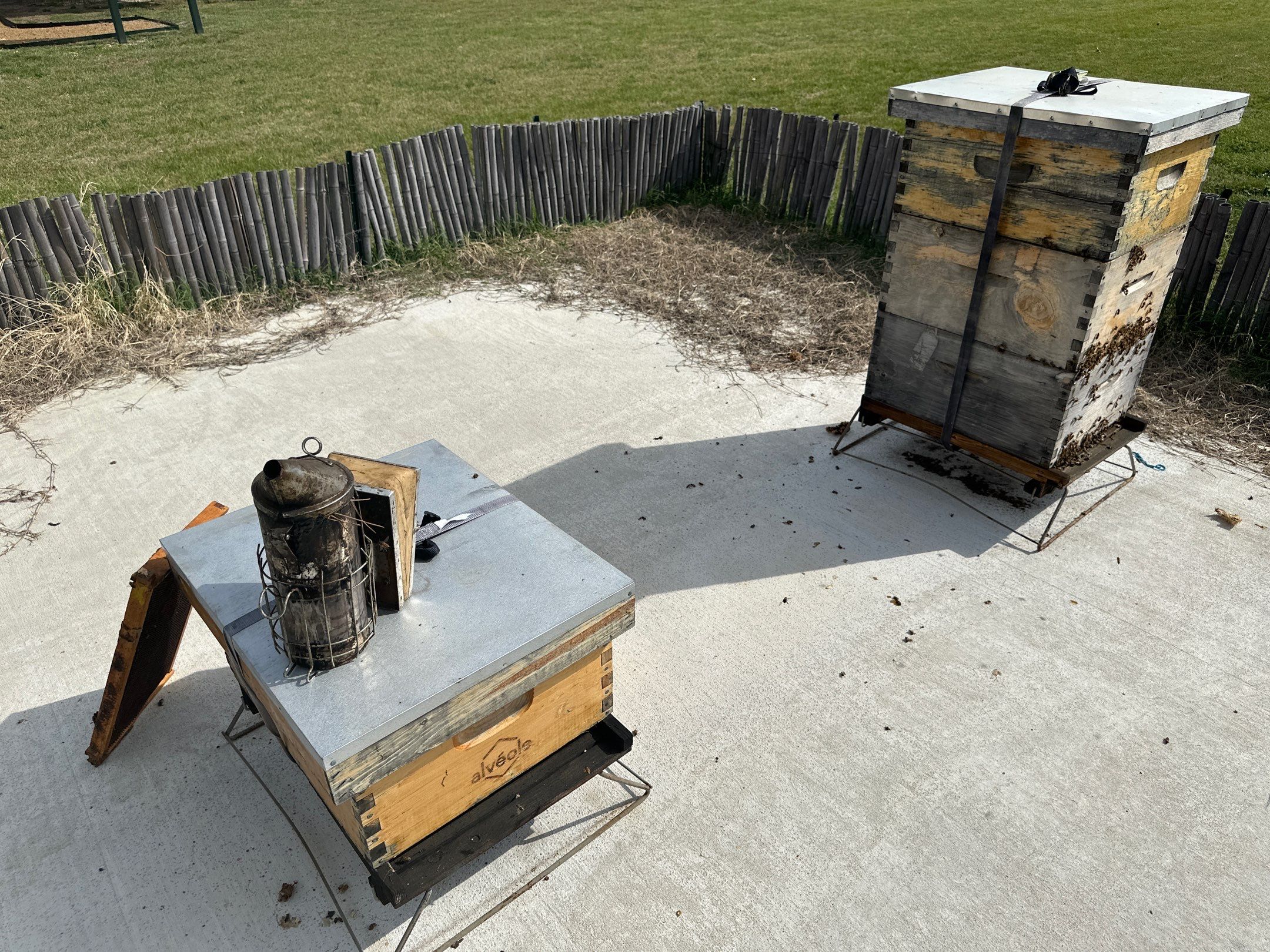 Bees at the Bank! by Rockwall Honey Bee Company