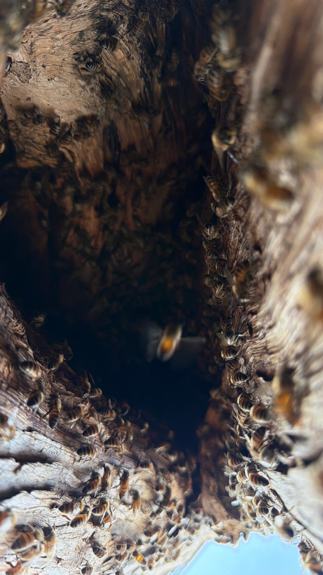 Cavern-Crack Tree Bees by Rockwall Honey Bee Company