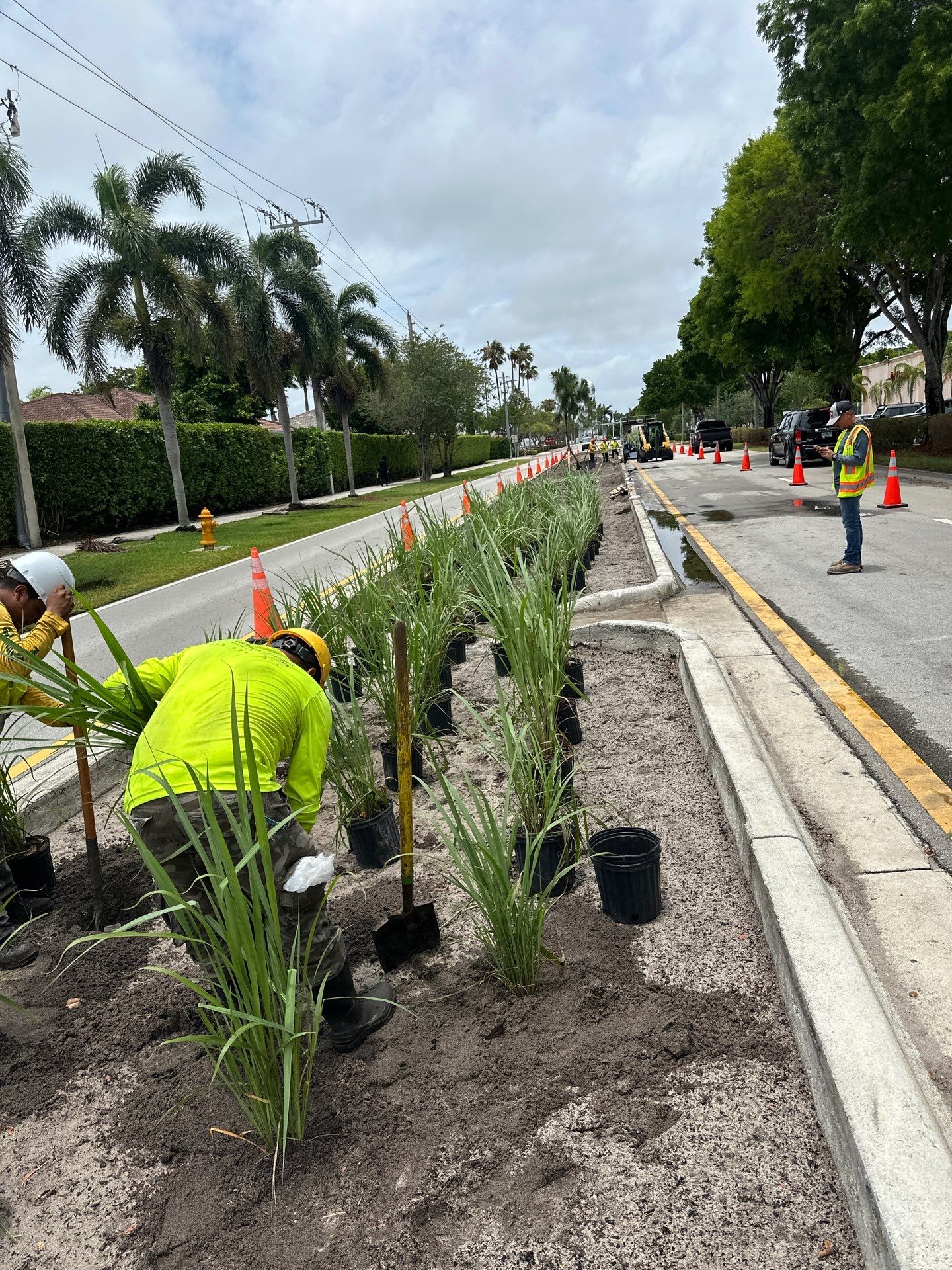 Pinecrest Median - New Native Landscape by Nature's Dream by Nature's Dream Landscape and Tree Service