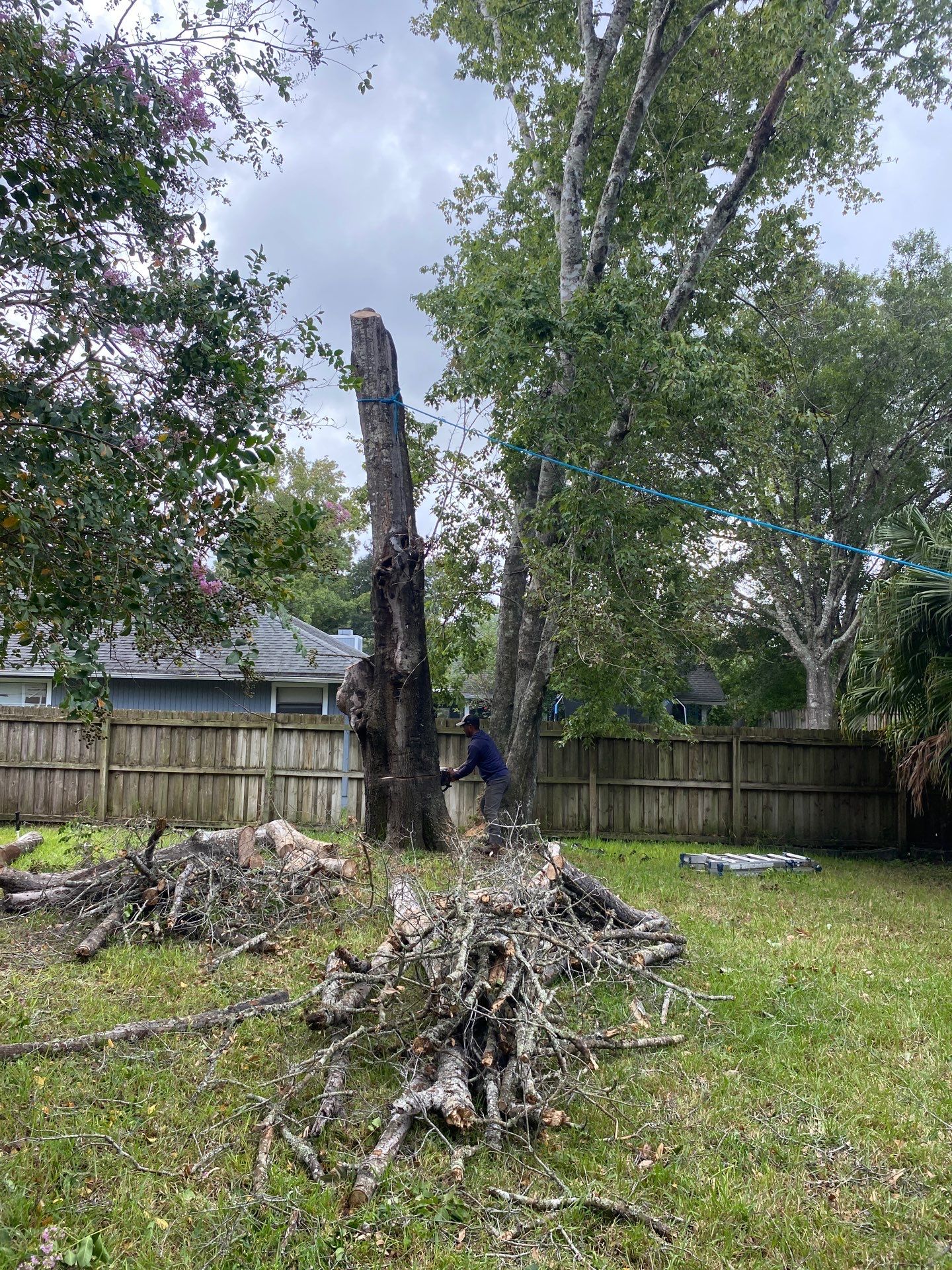 Tree Removal | Residential by ProGreen Services
