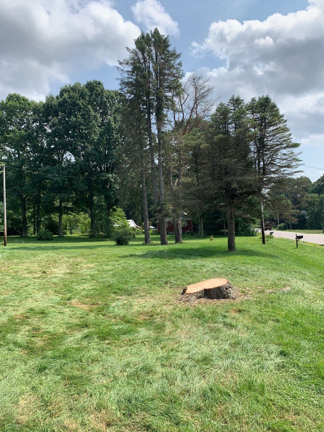 Tree Trimming & Tree Removal in Akron Ohio by Mike Jones & Sons Tree Service LLC 