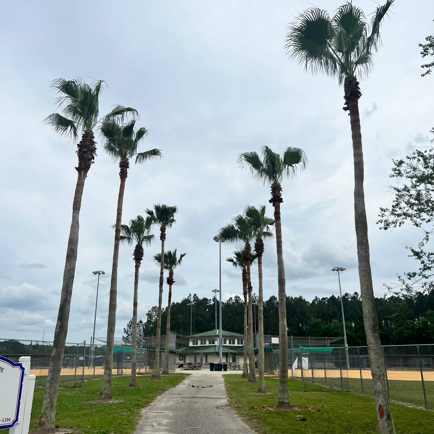 Palm Trimming | Palmetto Leaves Softball Park by ProGreen Services